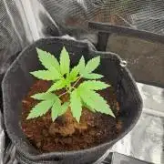 femi mix pack f2b quality test.