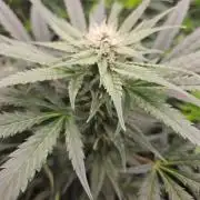 purple nuggys ^^ mephi gen.