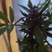 purplematic CBD run from Rqs