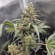 Mephisto's canna-cheese 1:1