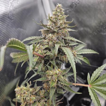 Mephisto's canna-cheese 1:1