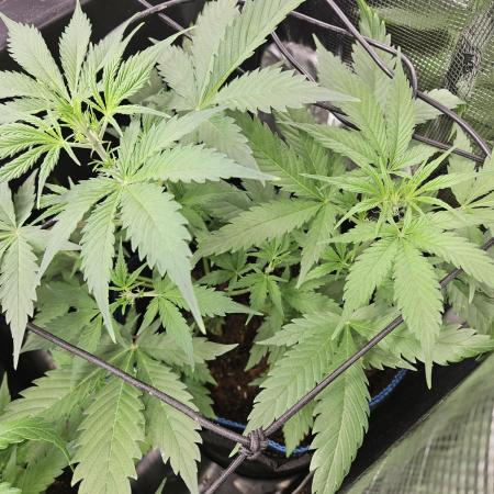 White widow auto Fastbuds test #3