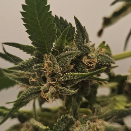 ff tropicana cookies f2b