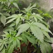 purple nuggys ^^ mephi gen.