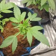 purple nuggys ^^ mephi gen.