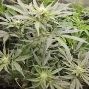purple nuggys ^^ mephi gen.