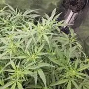 White widow auto Fastbuds test #3