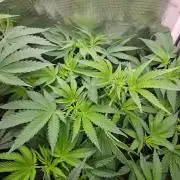 white widow last run 26 rqs femi