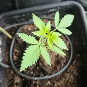 white widow last run 26 rqs femi