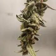 White widow auto Fastbuds test #3