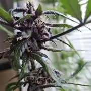 purplematic CBD run from Rqs