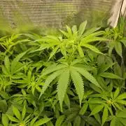 white widow last run 26 rqs femi