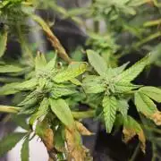 ff tropicana cookies f2b