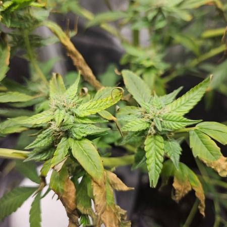 ff tropicana cookies f2b