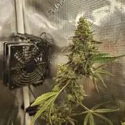 Mephisto's canna-cheese 1:1