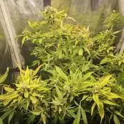 24 carat Mephisto grow!