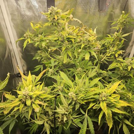 24 carat Mephisto grow!