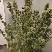 Hazeberry auto rqs testrun #2