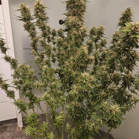 Hazeberry auto rqs testrun #2