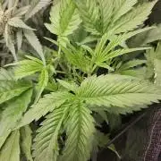 24 carat Mephisto grow!