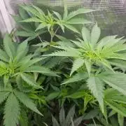 femi mix pack f2b quality test.