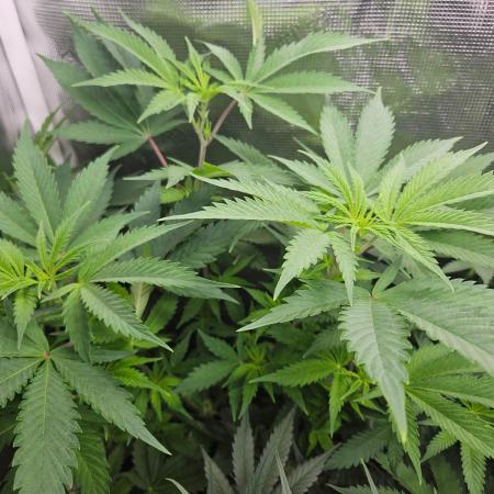 femi mix pack f2b quality test.