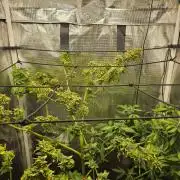 ff tropicana cookies f2b