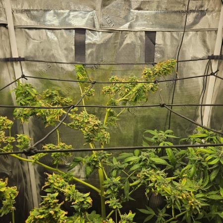ff tropicana cookies f2b