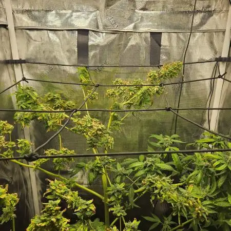 ff tropicana cookies f2b