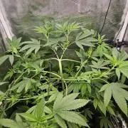 ff tropicana cookies f2b