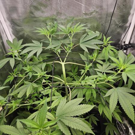 ff tropicana cookies f2b