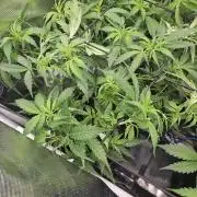 Hazeberry auto rqs testrun #2