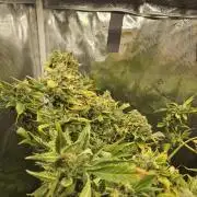 24 carat Mephisto grow!