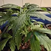 Hazeberry auto rqs testrun #2