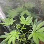 ff tropicana cookies f2b