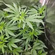 white widow last run 26 rqs femi