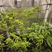 ff tropicana cookies f2b