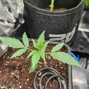 Corkscrew. rqs, Tyson line.