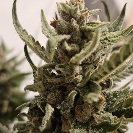 RF3 mixpack fastbuds run