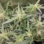 Hazeberry auto rqs testrun #2