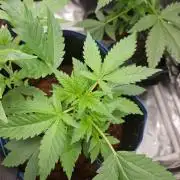 purple nuggys ^^ mephi gen.
