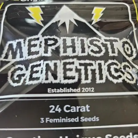 24 carat Mephisto grow!