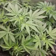 purple nuggys ^^ mephi gen.