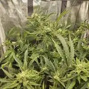 24 carat Mephisto grow!