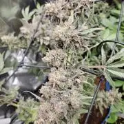 Mephisto's canna-cheese 1:1 test #1