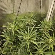 RF3 mixpack fastbuds run