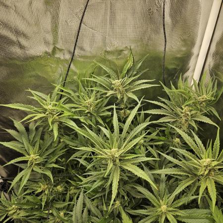 RF3 mixpack fastbuds run