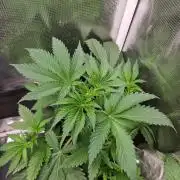 white widow last run 26 rqs femi