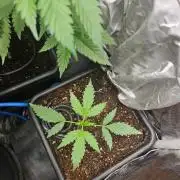 Corkscrew. rqs, Tyson line.