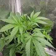 femi mix pack f2b quality test.